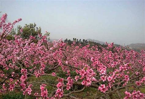 看桃花适合发的朋友圈句子
