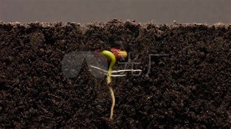 羽叶茑萝种子发芽后芽是什么颜色的?