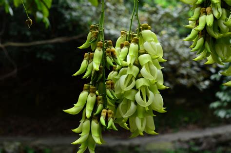 什么是禾雀花(文图)?