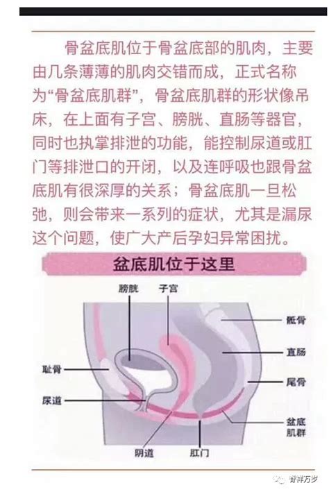 盆底肌是什么意思