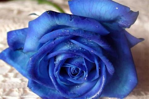 蓝色玫瑰花代表什么含义?