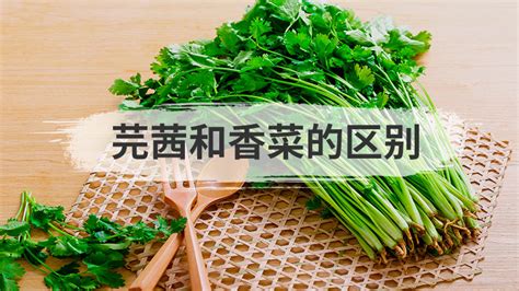 芫茜的药用作用是什么