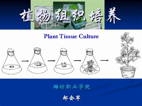 花卉在花坛布景中的应用 论文怎么写