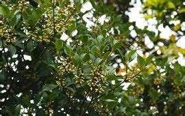 谁知道无花果蜡蚧、松唐盾蚧和苹果花象的形态特征等等越详细越好