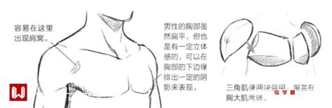 男性乳房丰满的人怎么穿衣