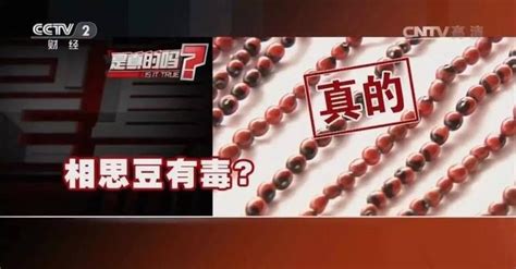 歌詞里有心內藏著相思豆的歌是啥歌啊
