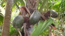 海底椰跟椰子有什么不同？