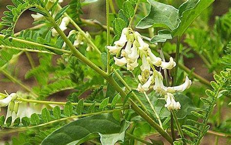 夏天喝黄芪,菊花,枸杞子,决明子,麦冬,金银花一起熬的茶吗?