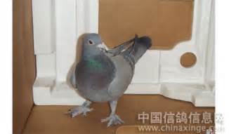 吃鸽子会影响回奶吗