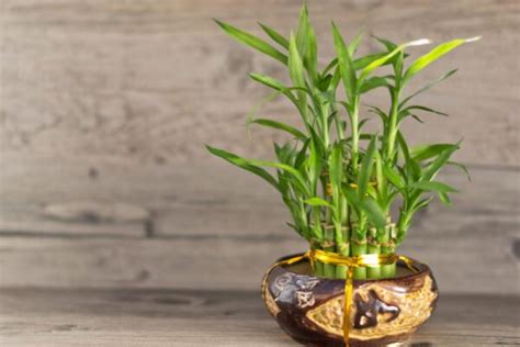 水生竹子怎么培养才能更旺盛?