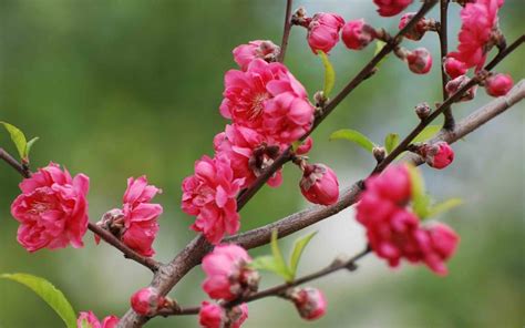 桃花的形状、颜色和气味