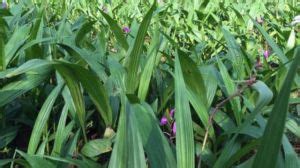 野生白芨多少钱一斤