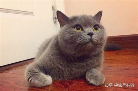 給英短吃什么貓糧好?