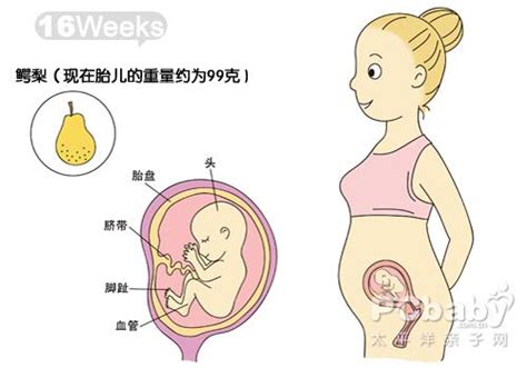 孕十一周停胎概率