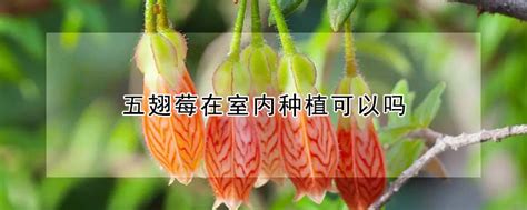 野草 - 芙子苗学名是什么?用什么灭草剂能够杀死?