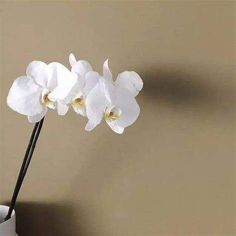 明明有好感故意冷淡