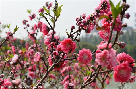 桃花的花苞为什么外面有一层棕色的皮?