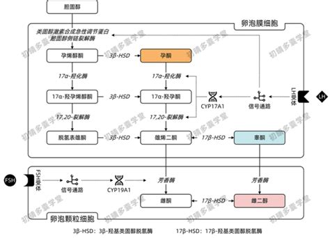 怀孕孕激素高的危害