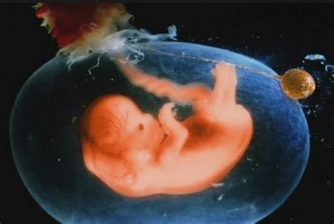 怀孕5个月胎儿有胎动