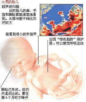 孕期各月胎儿是怎样发育的
