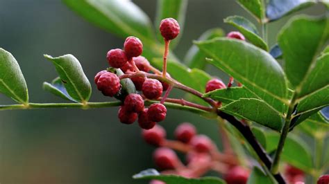 花椒水能让核桃树死了吗