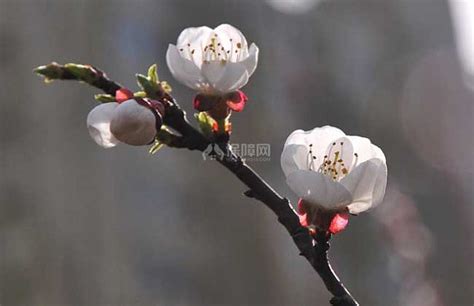 梅花一般都生长在什么样的环境下