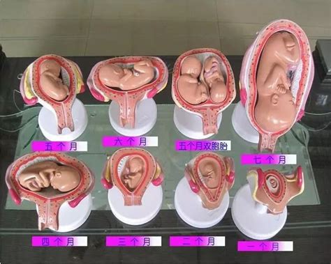 外国三胞胎孕妇超大悬浮肚