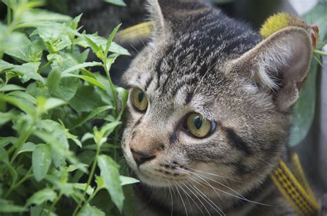 雏雀逐猫 中得出却具有什么品质