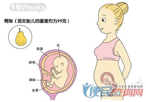 怀孕6周孕妇发育标准