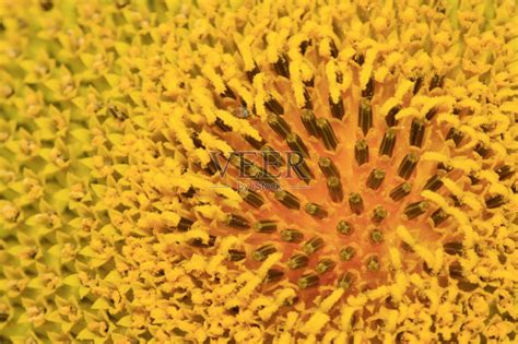 向日葵的管状花的雄蕊(群)属于什么类型?