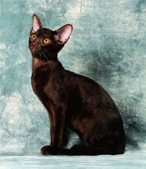 什么是德国卷毛猫,宠物德国卷毛猫的习性特征与喂养等介绍