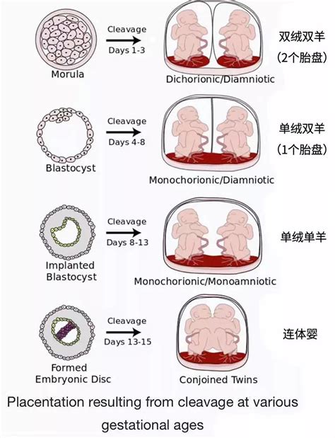 单绒双羊双胎成活率