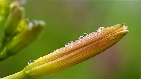 介绍黄花菜的根、叶、茎、花