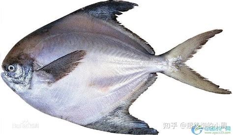 鯧魚是海魚還是淡水魚