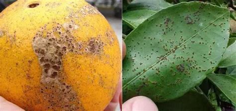 柑橘碳疽病用什么药