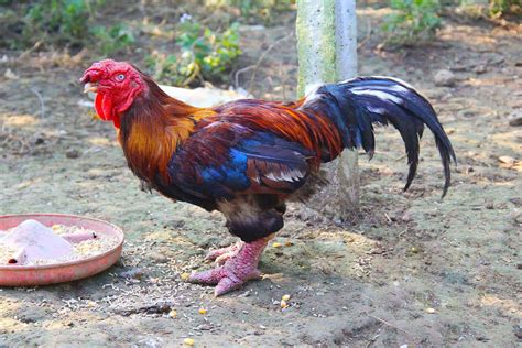 vietnamese rooster
